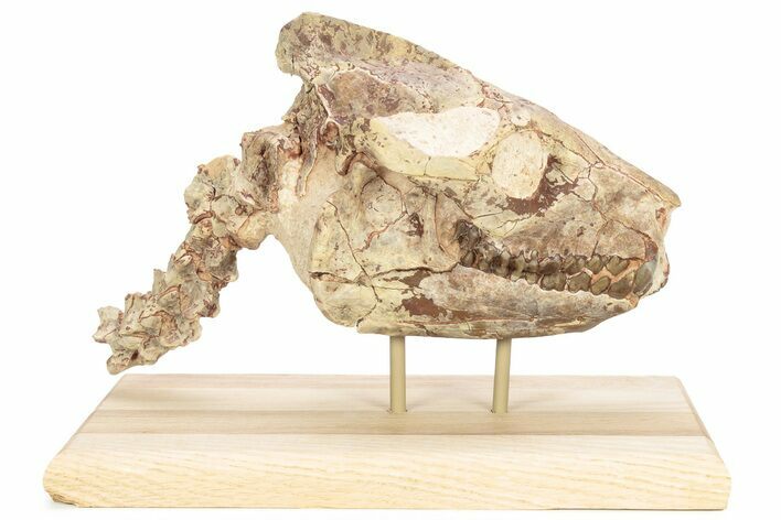 Fossil Oreodont (Merycoidodon) Skull w/ Vertebrae - South Dakota #227375